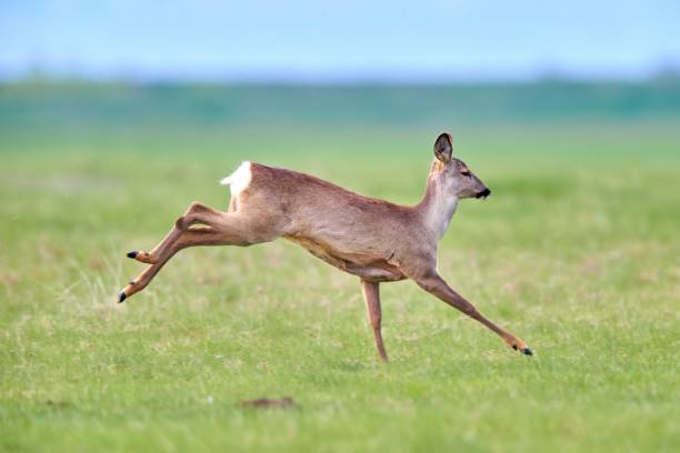 istock Roe deer (Capreolus capreolus) female, in natural habitat 1664180336