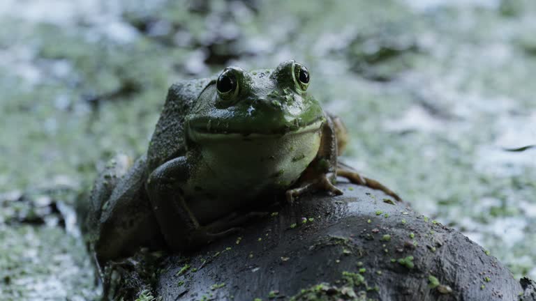 American Bullfrog, Virginia