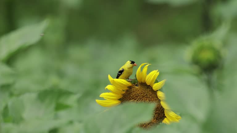 American Goldfinch, Virginia