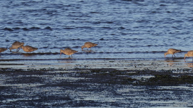 Tomales Bay, Point Reyes, California: Marbled Godwit