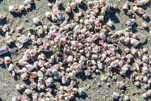 Salton Sea, Mecca, California, USA. Barnacle shells on the shore of the Salton Sea.