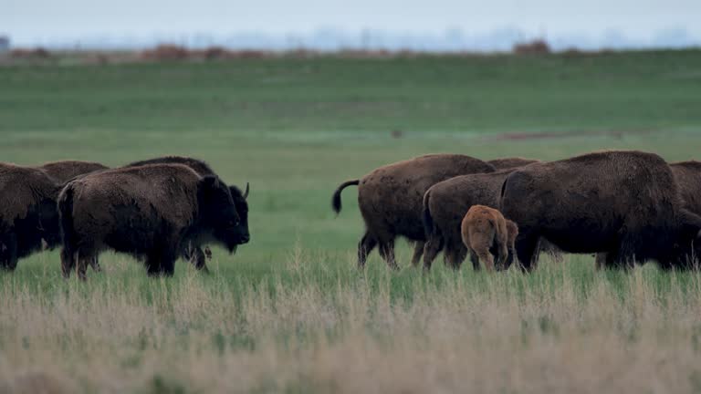 Grazing Bison: Yellowstone National Park: Lamar Valley