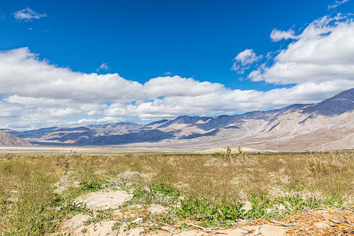 Desert shrub creosote bushes (Larrea tridentata) across the rugged, landscape terrain of the badlands in Death Valley National Park, USA.