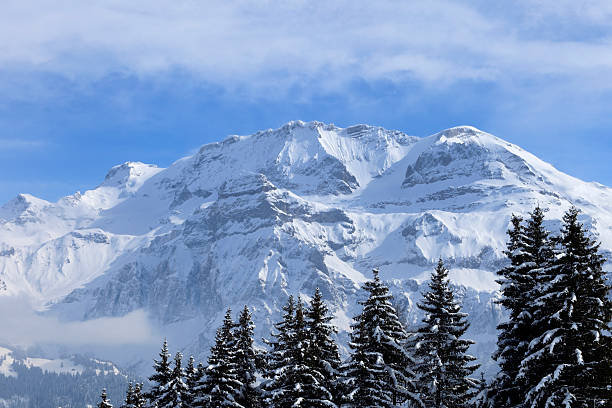 istock snow-covered pine trees in the mountains 166419138