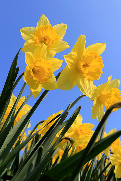 istock group of yellow daffodils in full bloom 166419207
