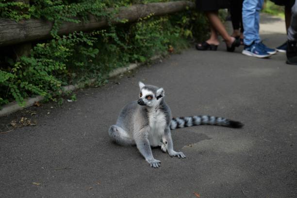 Ring-tailed Lemur looking and Sitting down on a Path amongst people. Image taken at Dudley Zoo England UK