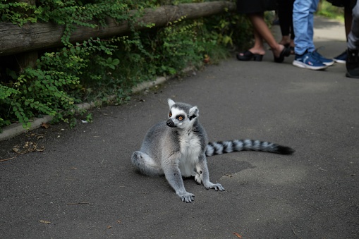 Ring-tailed Lemur looking and Sitting down on a Path amongst people. Image taken at Dudley Zoo England UK