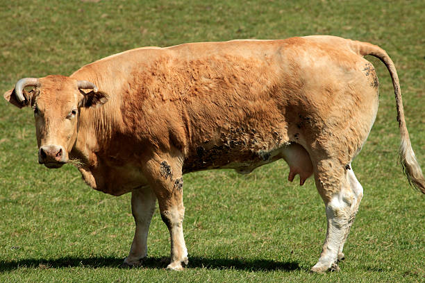 istock brown cow in the field 166420800
