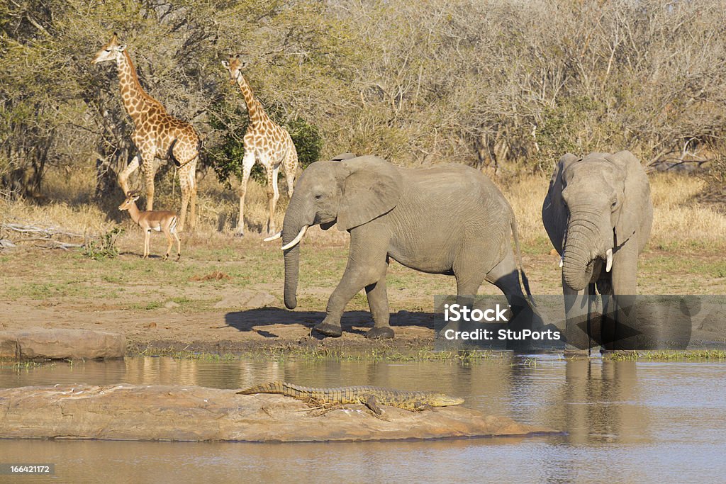 African wildlife an einem Wasserloch - Lizenzfrei Echte Krokodile Stock-Foto