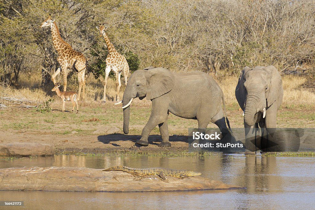 African vida silvestre en un abrevadero - Foto de stock de Abrevadero libre de derechos