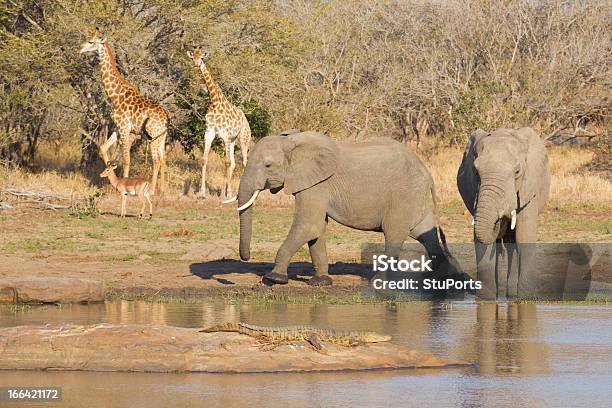 African Vida Silvestre En Un Abrevadero Foto de stock y más banco de imágenes de Abrevadero - Abrevadero, Cocodrilo, Adulto