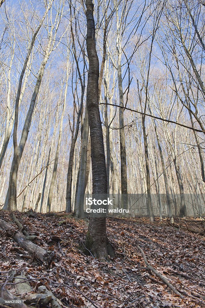 Abbandonato foresta - Foto stock royalty-free di Albero