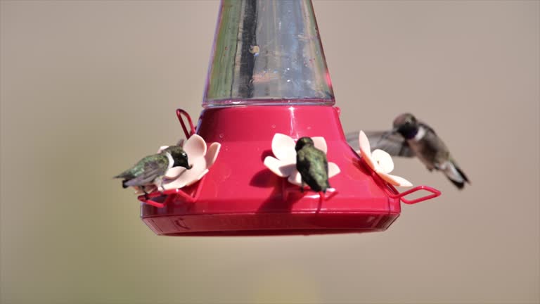 Hummingbird feeder: Tucson, Arizona