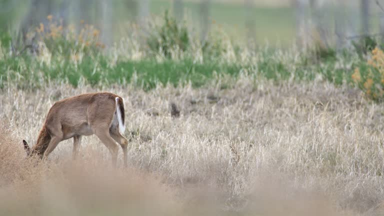 Mule Deer, Yellowstone National Park, Wyoming