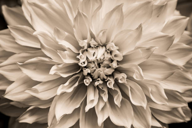 istock Fine Art Floral and Botanical Images 1664215625