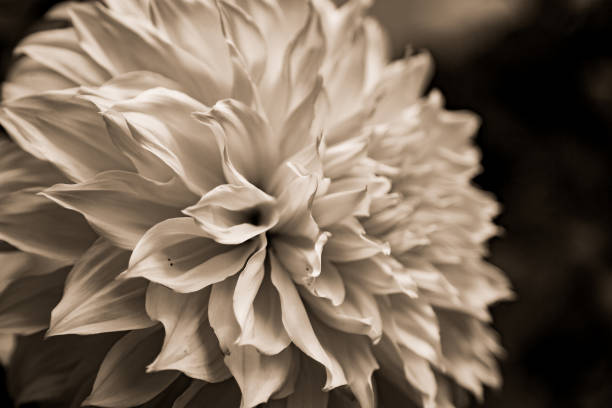 istock Fine Art Floral and Botanical Images 1664216137