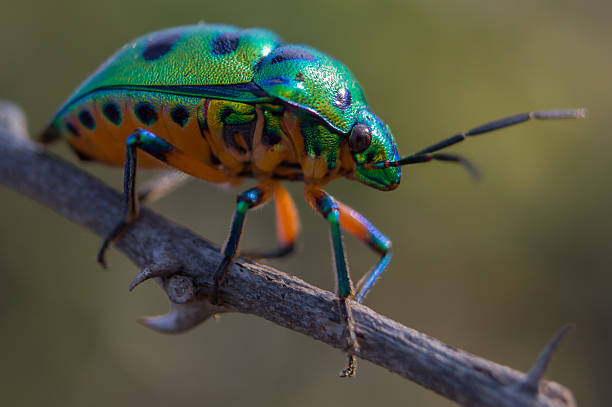 Megaloxantha bicolor nigricornis - fotografia de stock