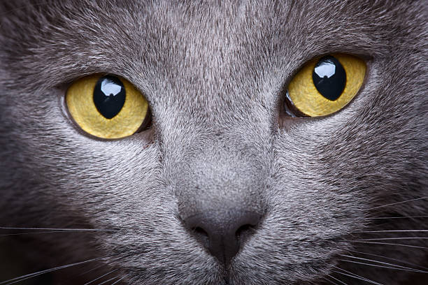 portrait of a beautiful chartreux cat close-up - dieren netvlies stockfoto's en -beelden
