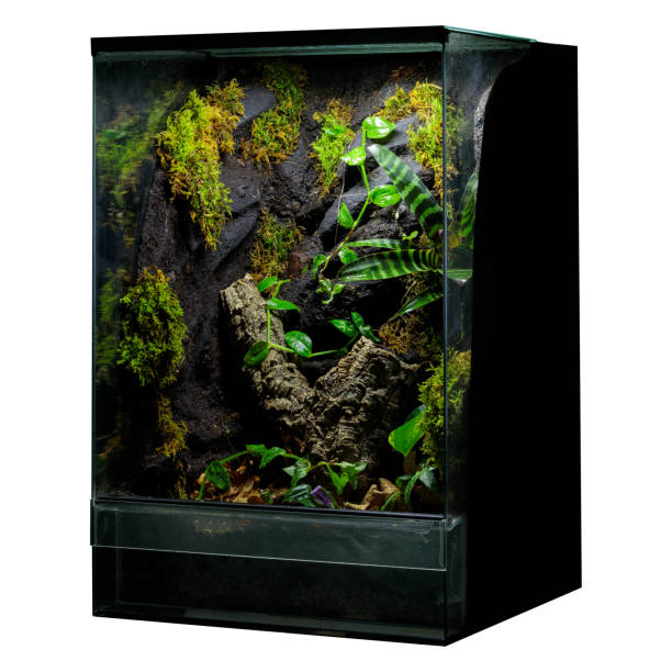istock Angled Shot: Illuminated Reptile Terrarium with Vegetation 1664234459