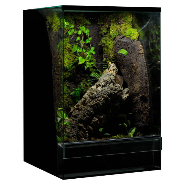 istock Vibrant Greenery Terrarium: Reptile's Display with Boughs 1664236070