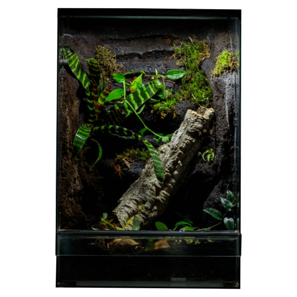 istock Home-Ready Large Terrarium: Rich Vegetation Display 1664237015