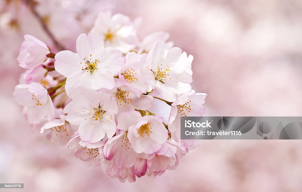 Fiori di ciliegio - Foto stock royalty-free di Fiore di ciliegio