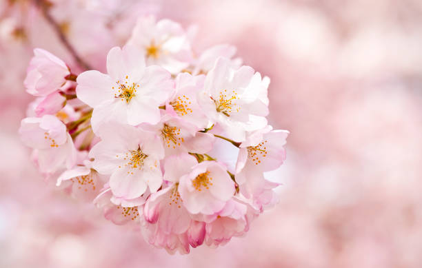 fiori di ciliegio - oriental cherry tree foto e immagini stock