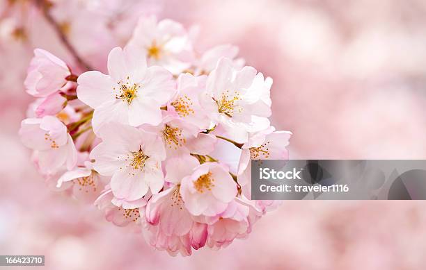 Fiori Di Ciliegio - Fotografie stock e altre immagini di Fiore di ciliegio - Fiore di ciliegio, Fiore, Ciliegio