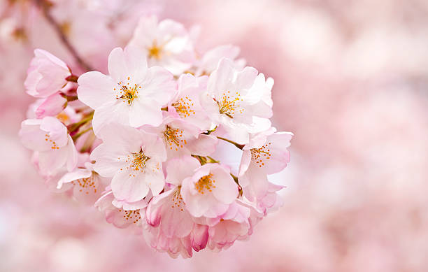 Cherry Blossoms Beautiful Pink And White Cherry Blossoms cherry tree photos stock pictures, royalty-free photos & images