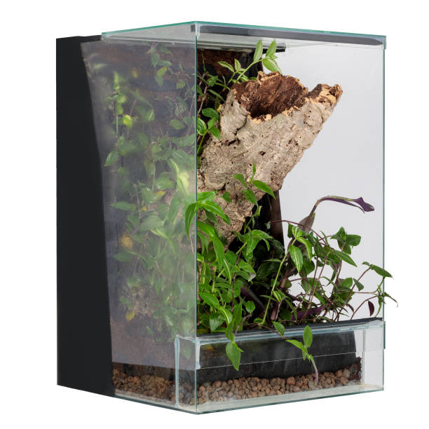 istock Handcrafted Glass Terrarium: A Reptile's Haven 1664242889