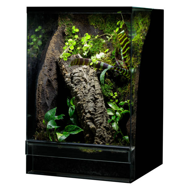 istock Reptile's Glass Terrarium: Ready for Apartment Placement 1664243450