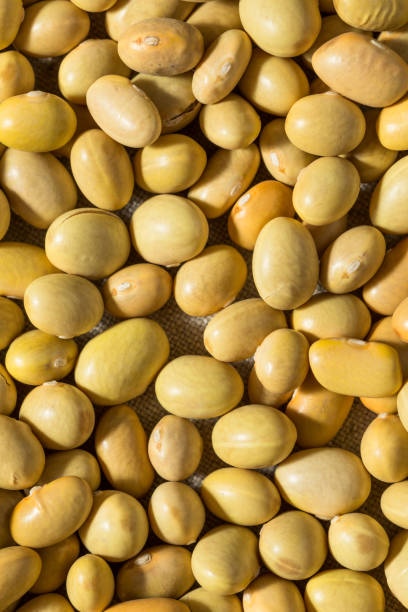 istock Organic Yellow Mayacoba Beans 1664252232