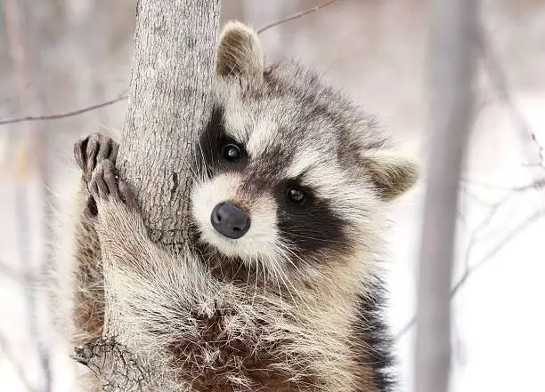 Photo of cute raccoon