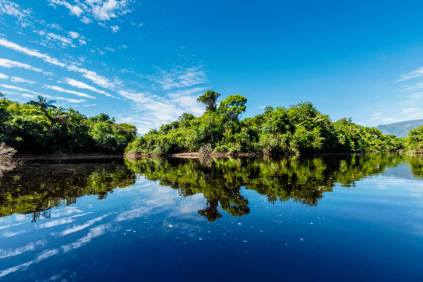 Tranquil waters on a river in the Amazon state Venezuela