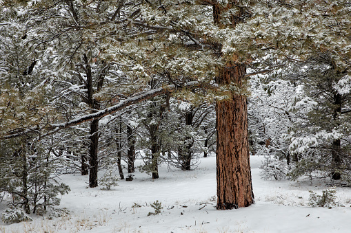 Ponderosa pine tree on a winter day in the mountains at Vaseux Lake in the Okanagan Valley in British Columbia, Canada