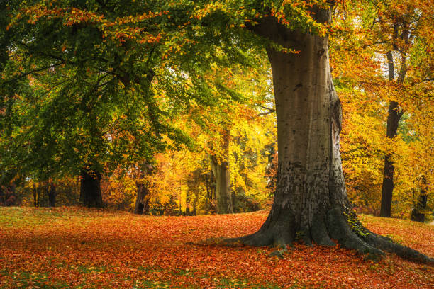 istock Colorful autumn scene in forest park 1664262330