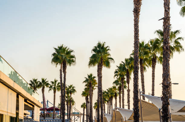 istock Palm trees in the seafront of Malaga, Spain 1664269168