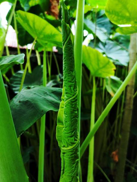 象の耳の植物の新しい葉 - plant taro textured new leaf ストックフォトと画像