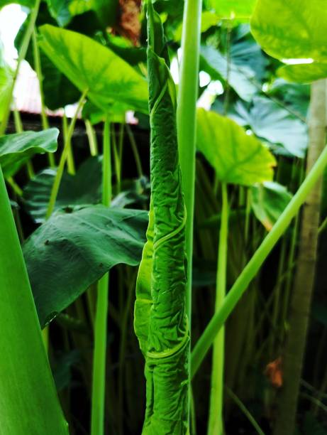 nova folha da planta da orelha do elefante - plant taro textured new leaf - fotografias e filmes do acervo