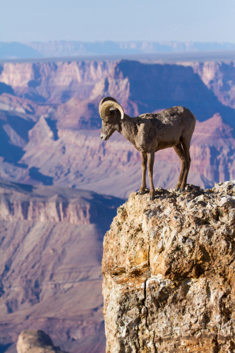 Desert Big Horn Ram Standing On The Edge Of Grand Canyon