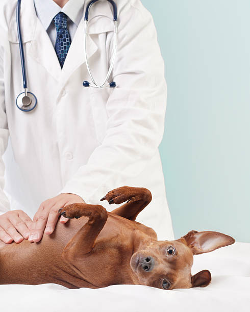собака здоровья - vet veterinary medicine dog doctor стоковые фото и изображения