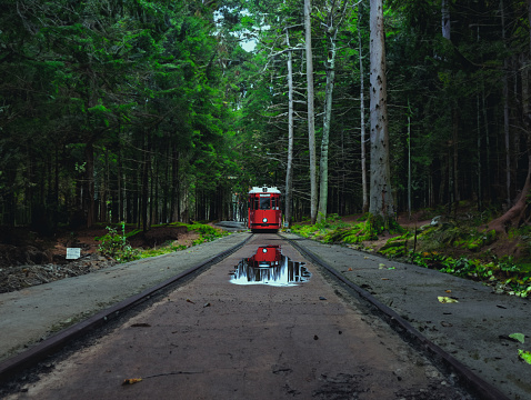 A photo of a red train on a track in a forest. The train is a small, red, diesel locomotive with a white stripe on the side. The train is on a single track that runs through the center of the image. The track is made of concrete and has a puddle of water on it. The forest is dense with tall trees on either side of the track. The trees are mostly coniferous with some deciduous trees mixed in. The sky is overcast and the image has a moody tone.