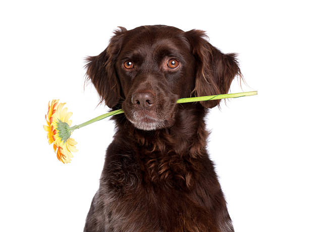 cão com flor - small munsterlander - fotografias e filmes do acervo