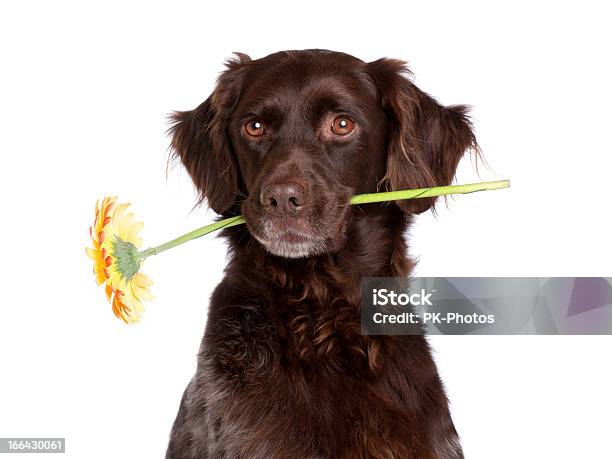 Foto de Cão Com Flor e mais fotos de stock de Cão - Cão, Fundo Branco, Animal