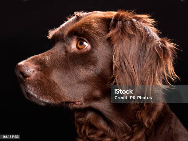 Pequeno Munsterlander Retrato - Fotografias de stock e mais imagens de Cão - Cão, Fundo Preto, Animal