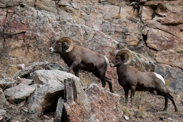 istock Bighorn sheep, Ram, two male animals 1664327928
