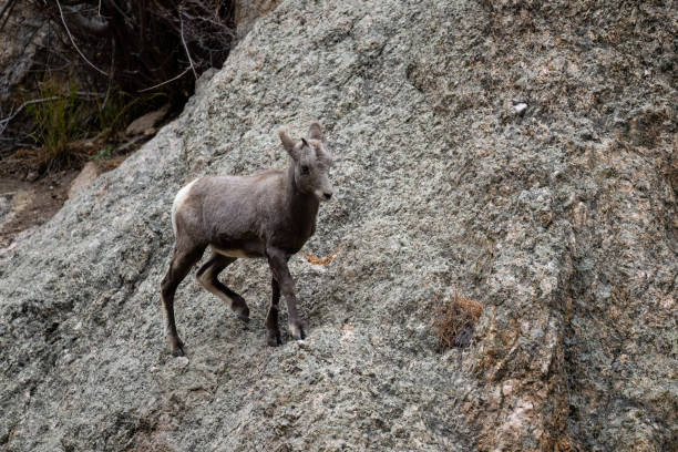 Mountain Goat grazing along the road at Custer State Park in Custer, South Dakota, USA