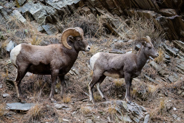 istock Bighorn sheep, Ram, two animals 1664339284