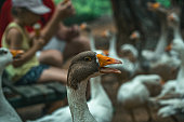 a group of ducks and geese in a park.