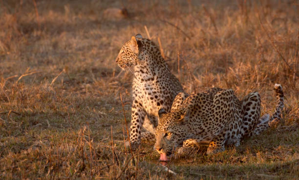 A mother leopard drinks while its baby cub stands watche beside her, Kanana, Okavango Delta, Botswana.